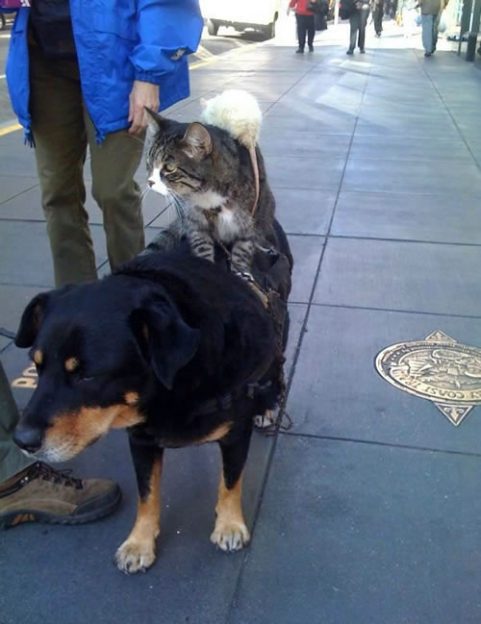 Mouse on a Cat on a Dog